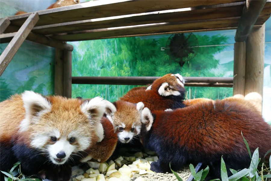 直播预告｜红熊猫产房：见证新生命的奇迹