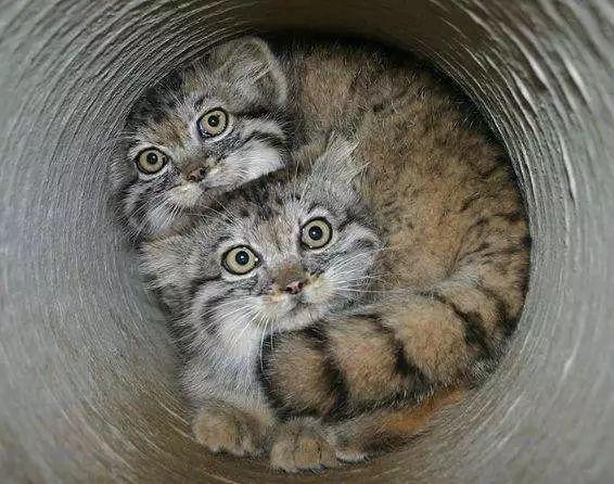 猛兽竟以卖萌为生,反差萌,了解一下?