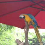 强势围观“2018最受欢迎动物”大盘点