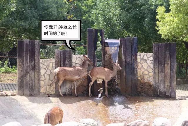 高温来袭,他们在室外都是靠什么“续命”的?