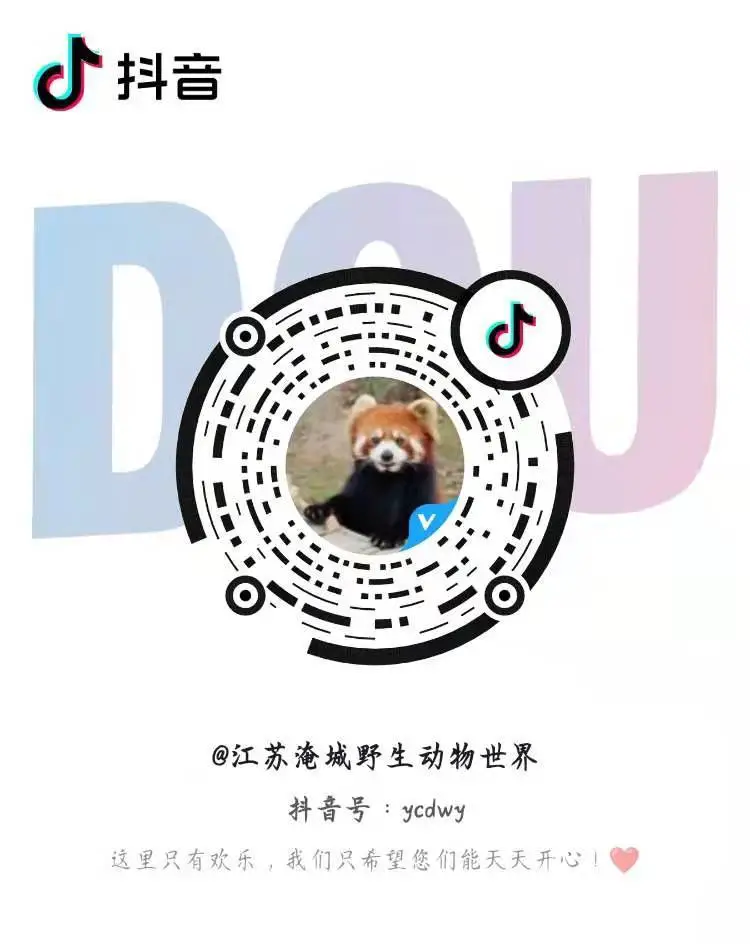 直播预告|红熊猫产房:见证新生命的奇迹