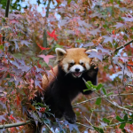 季节限定美景已上线，这些“新”玩法你get了吗?