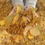 淹城研学 | 礼物不需挑最贵 只要香榭的落叶