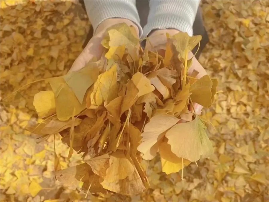 淹城研学 | 礼物不需挑最贵 只要香榭的落叶