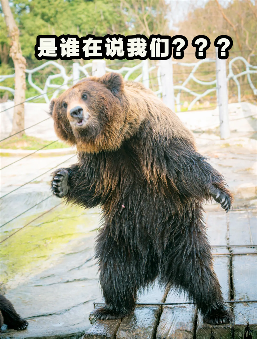 这些动物戏精,“装”起来画风比人类还要清奇
