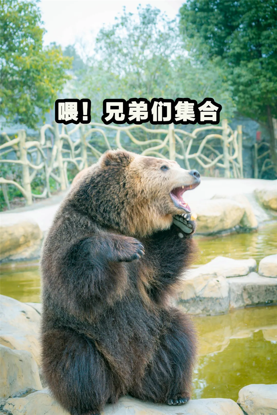 这些动物戏精,“装”起来画风比人类还要清奇