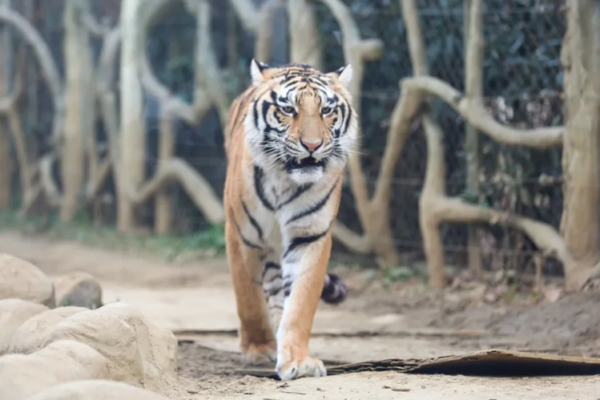 福虎迎新年，最“硬核”的年夜饭来袭！