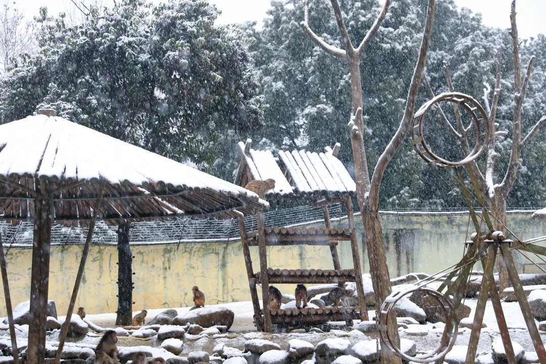 新年遇瑞雪，动物园的宝宝们乐疯啦