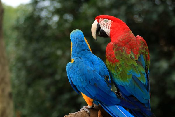 8.百灵花鸟世界