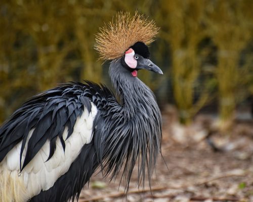 14. Wading Bird Pavillion