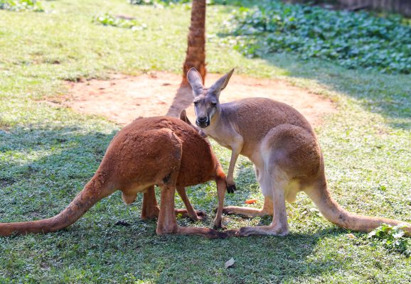 15. Kangaroo Pavillion