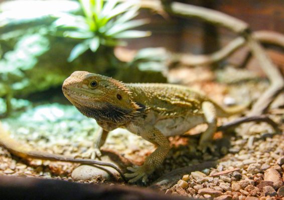 16. Amphibious Science Museum