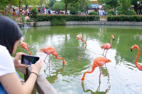 18.Flamingo Garden
