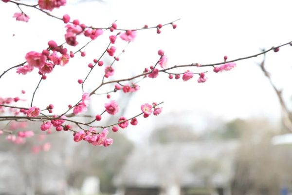 春风料峭寒不惧 梅瓣笑靥迎春开