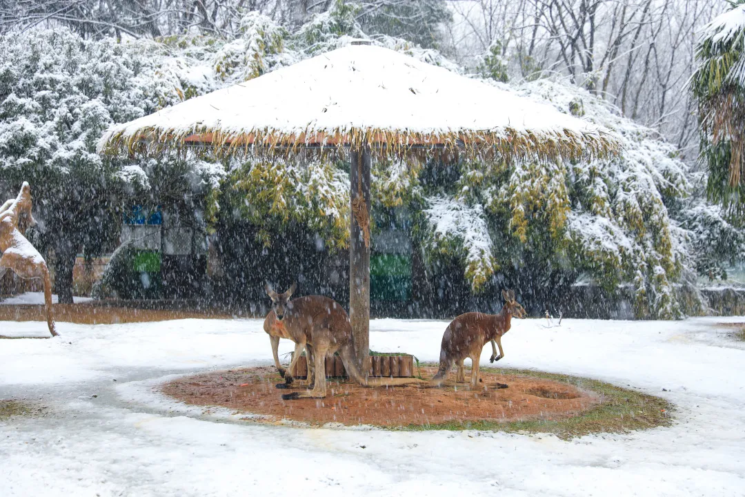 新年遇瑞雪，动物园的宝宝们乐疯啦