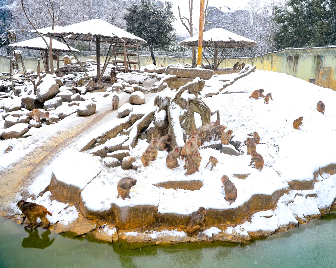 新年遇瑞雪，动物园的宝宝们乐疯啦