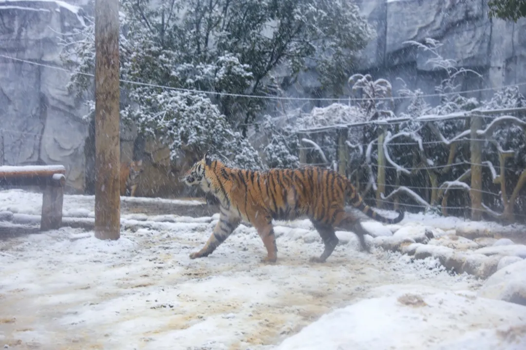 新年遇瑞雪，动物园的宝宝们乐疯啦