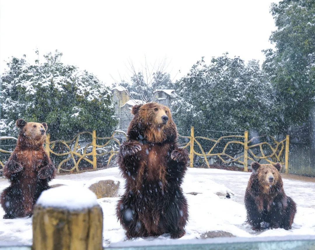 新年遇瑞雪，动物园的宝宝们乐疯啦