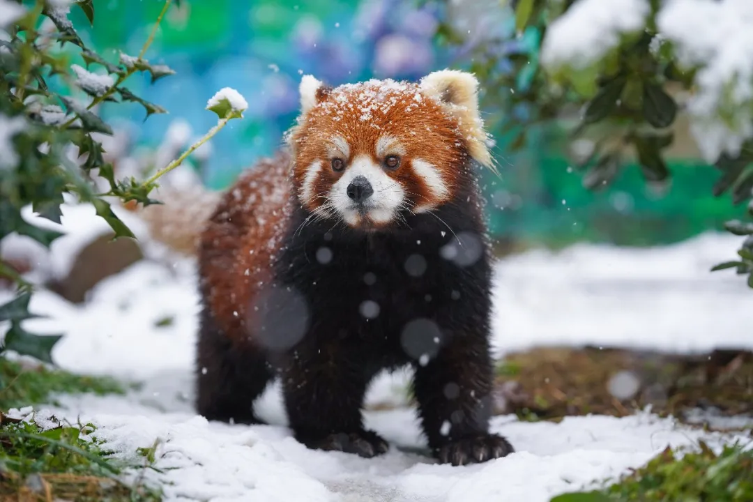 新年遇瑞雪，动物园的宝宝们乐疯啦