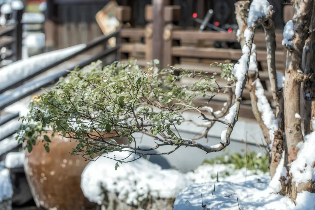 江南飞雪 | 古城里的风花雪月