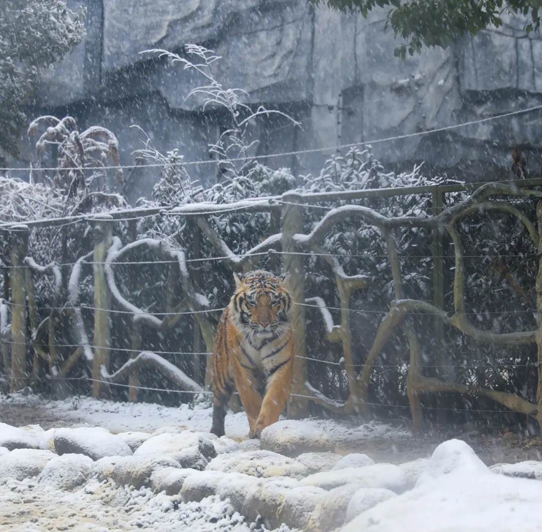 新年遇瑞雪，动物园的宝宝们乐疯啦