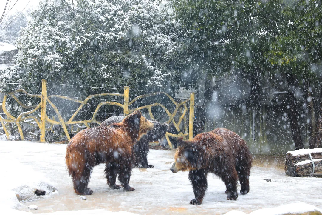 新年遇瑞雪，动物园的宝宝们乐疯啦