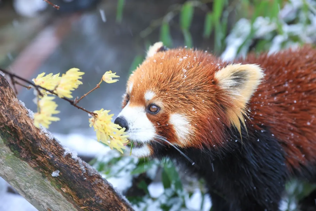 新年遇瑞雪，动物园的宝宝们乐疯啦