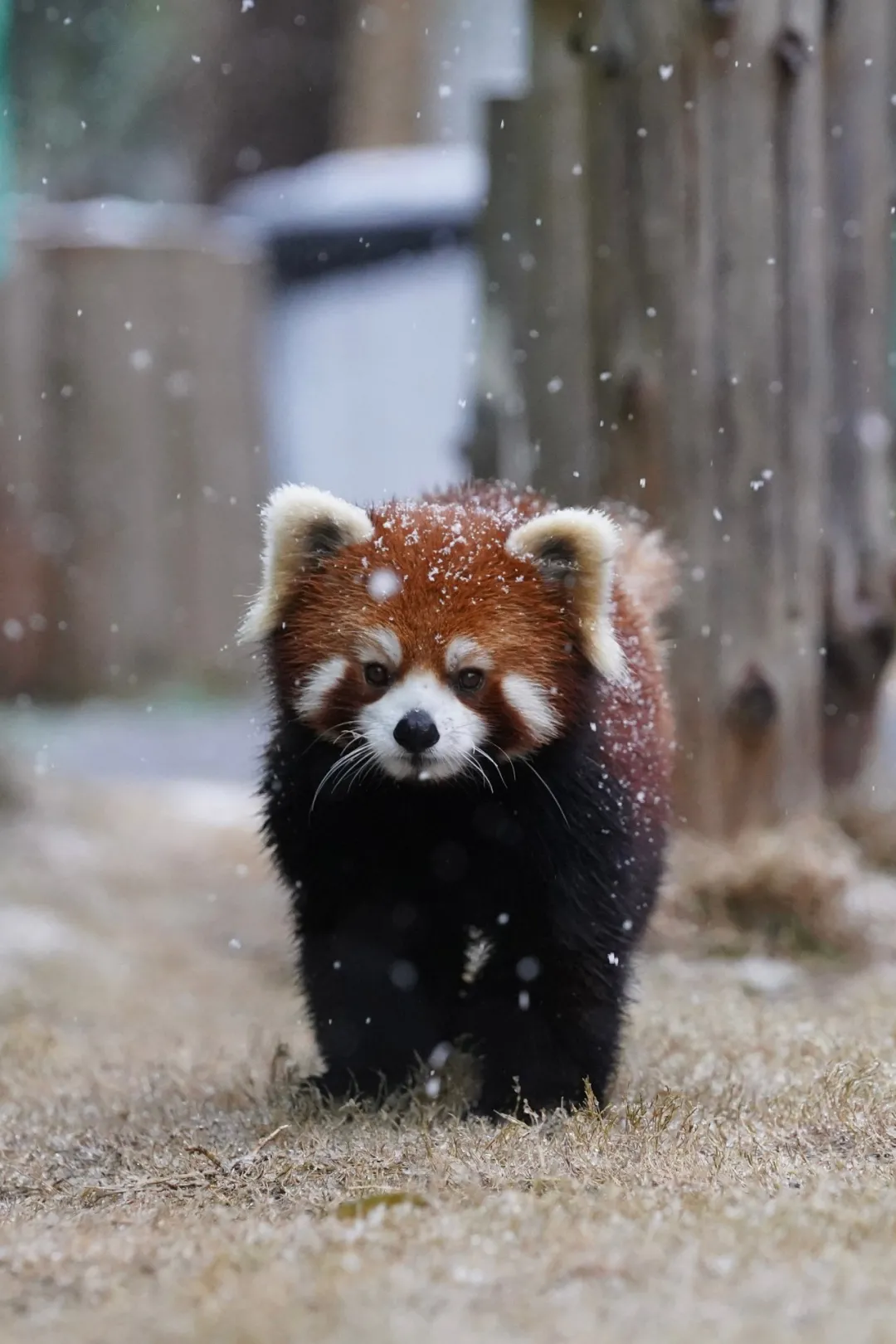 新年遇瑞雪，动物园的宝宝们乐疯啦