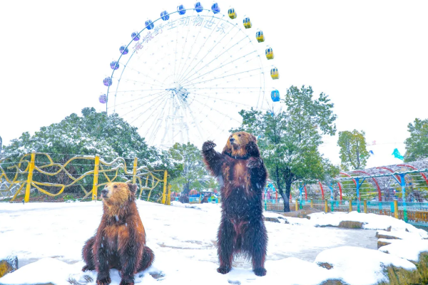 新年遇瑞雪，动物园的宝宝们乐疯啦