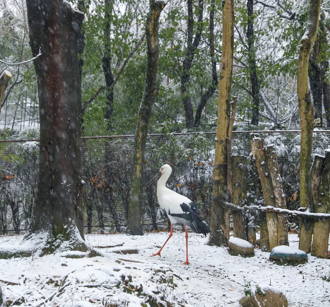 新年遇瑞雪，动物园的宝宝们乐疯啦