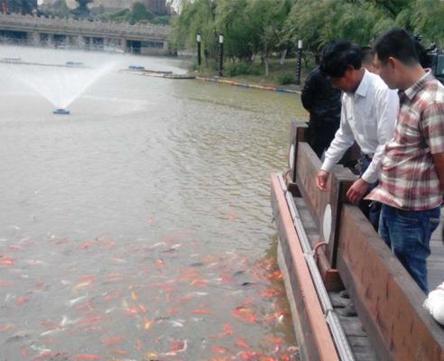 24.Brocaded Carp Watching