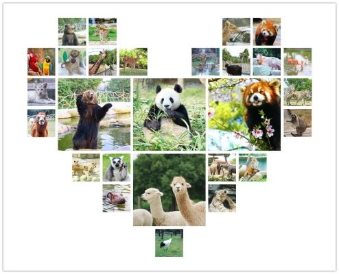 有奖互动 | 参与“世界野生动植物日”答题，一起关注旗舰物种保护