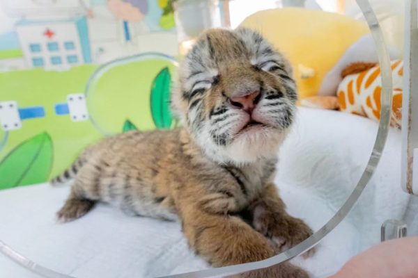 直播预告：萌娃预警，前方大量幼崽出没…