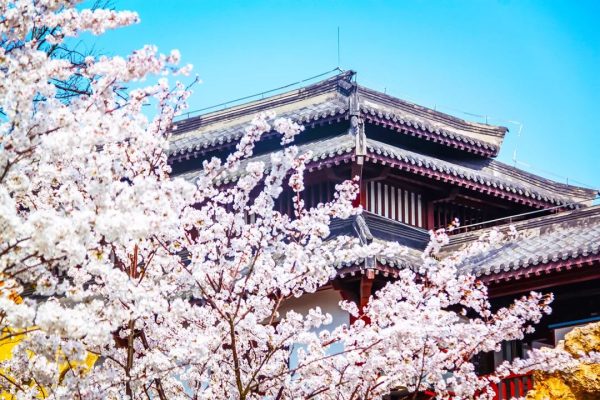 一见你来,淹城就乐开了花