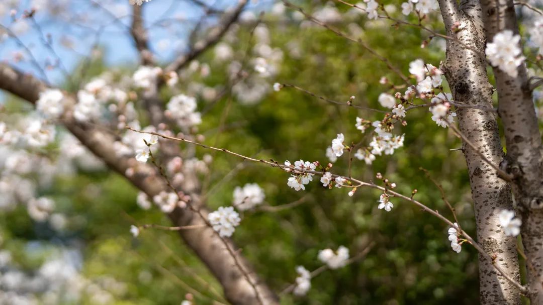 藏在古诗词里的浪漫春日