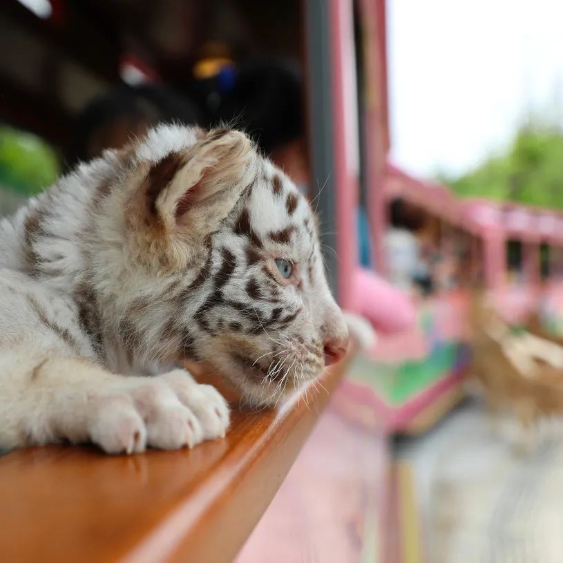 首批“动物”游客亮相，五一期间森林蒸汽小火车正式开放咯