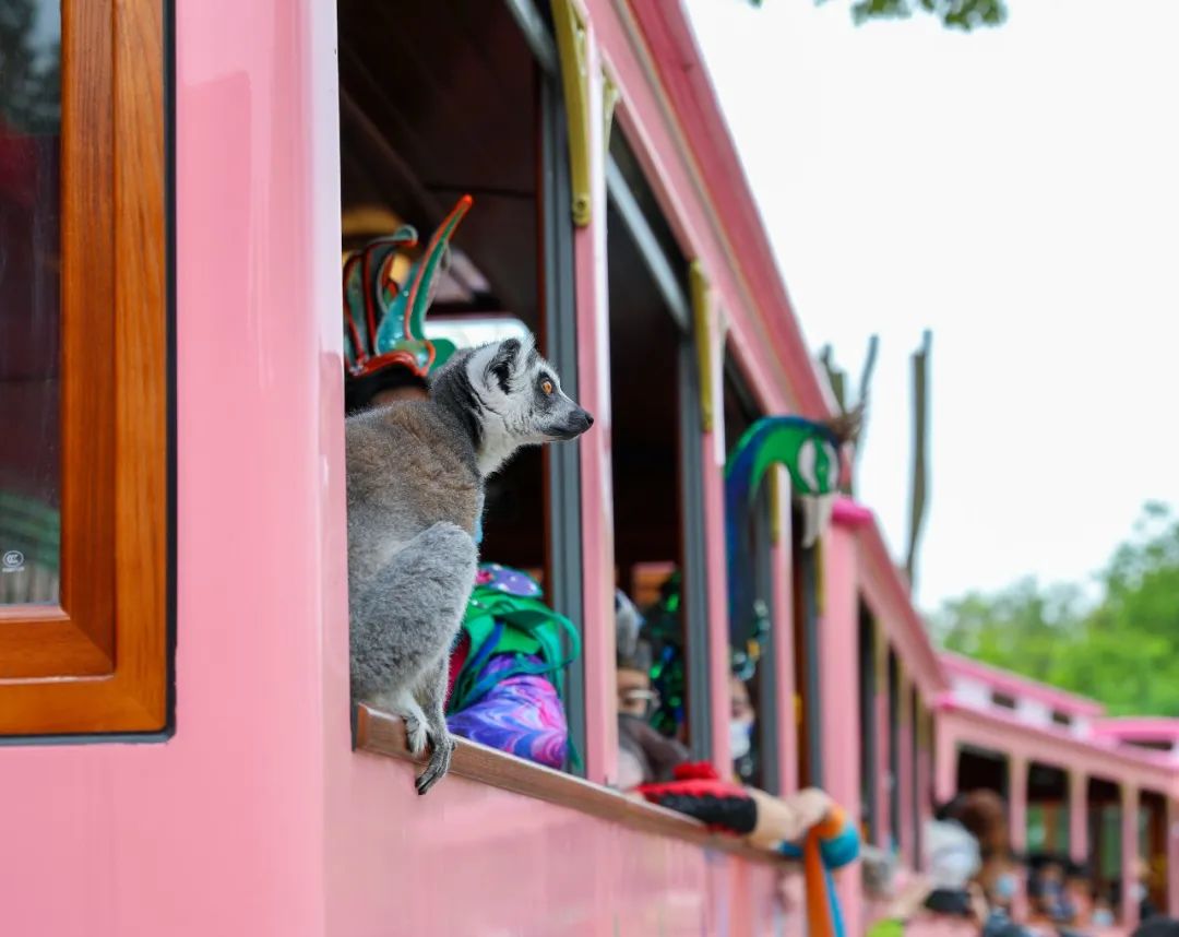 首批“动物”游客亮相，五一期间森林蒸汽小火车正式开放咯