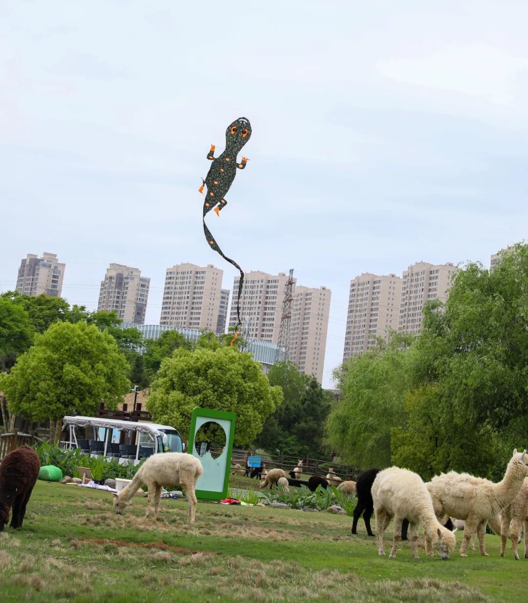 太酷了！实拍与神兽羊驼放风筝现场，动物园游玩新体验...