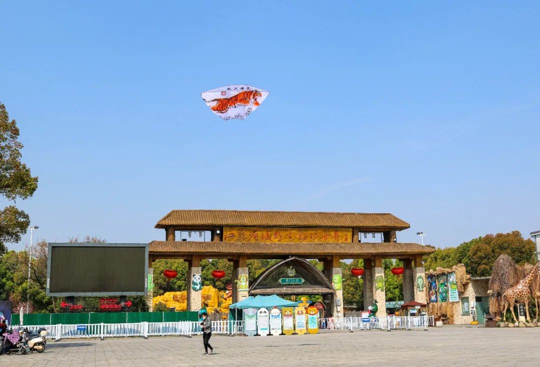 太酷了！实拍与神兽羊驼放风筝现场，动物园游玩新体验...