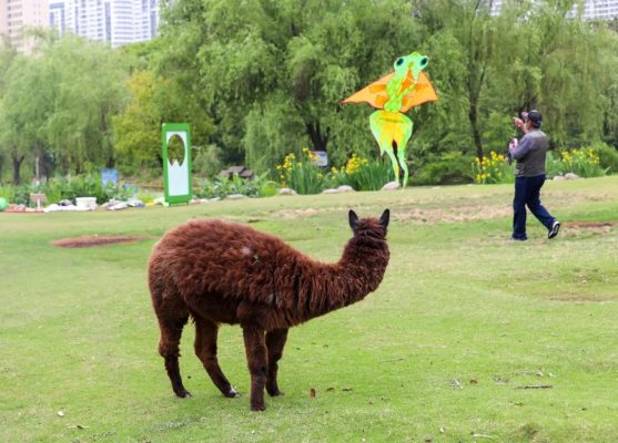 太酷了!实拍与神兽羊驼放风筝现场,动物园游玩新体验…