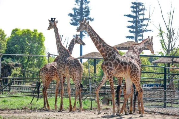 直播预告 | 当动物当起主播来，画风是…..