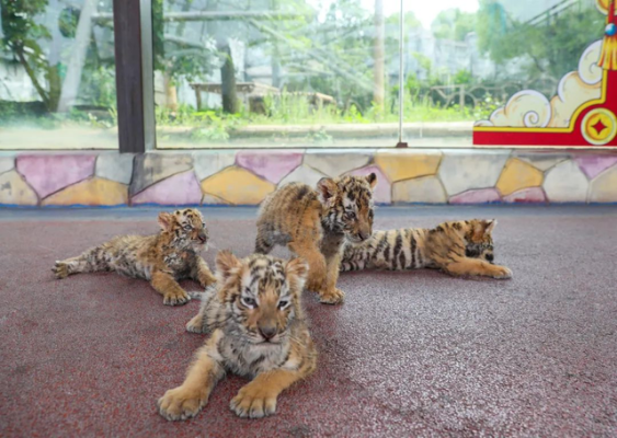 常州淹城动物园爱心认养活动即将开始,为家庭添一个“野”孩子
