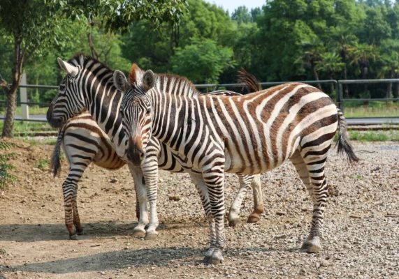 专属萌兽们的盛夏,乐享夏日生活