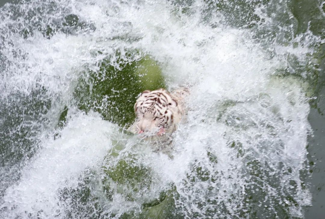 暑期打卡淹城野生动物世界，解锁花式“亲”水玩法