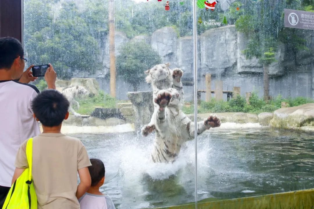 暑期打卡淹城野生动物世界，解锁花式“亲”水玩法