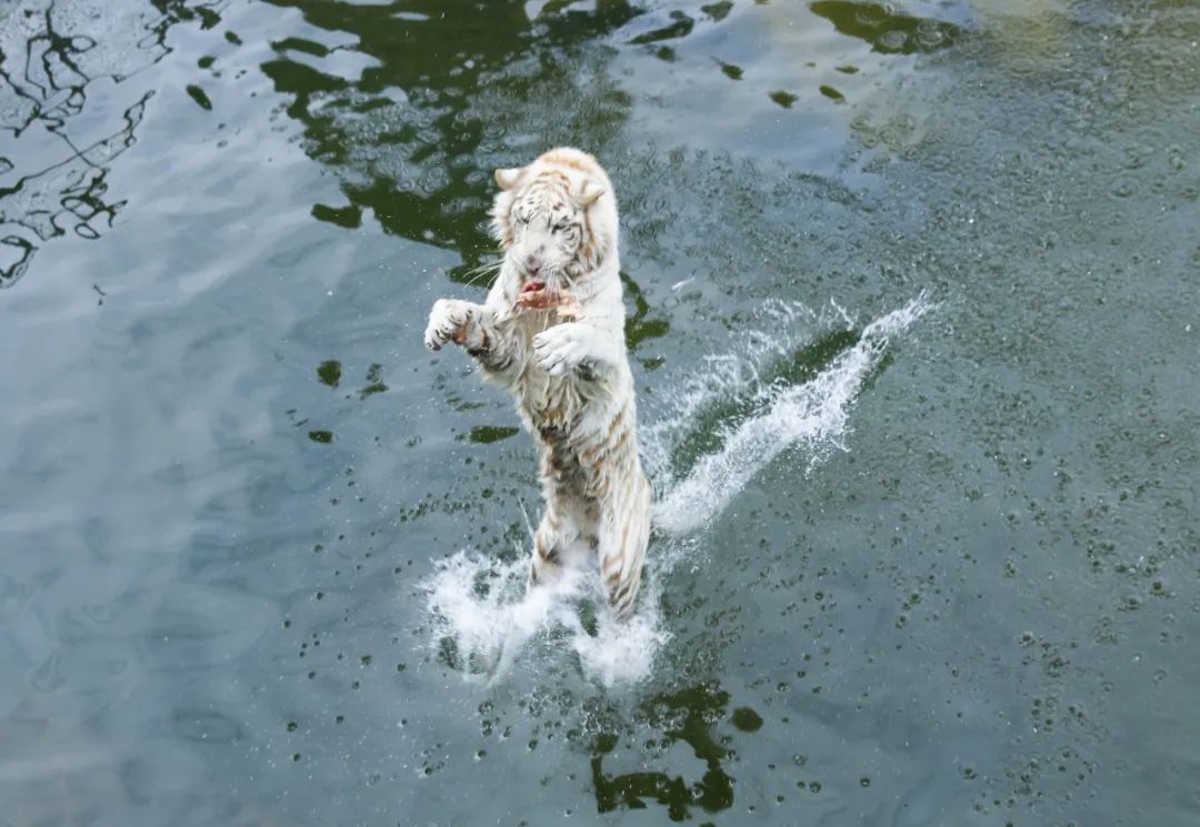 暑期打卡淹城野生动物世界，解锁花式“亲”水玩法