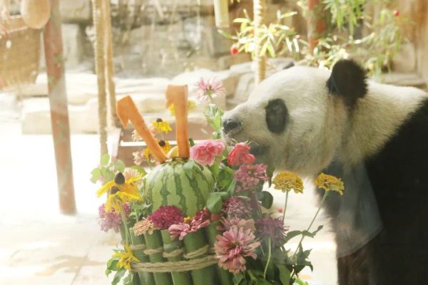 大熊猫成小11岁生日快乐!欢乐享用“冰爽鲜花竹筒蛋糕”