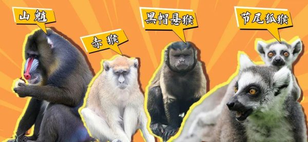 淹城动物园猴家军前来报道!有你中意的猴吗?