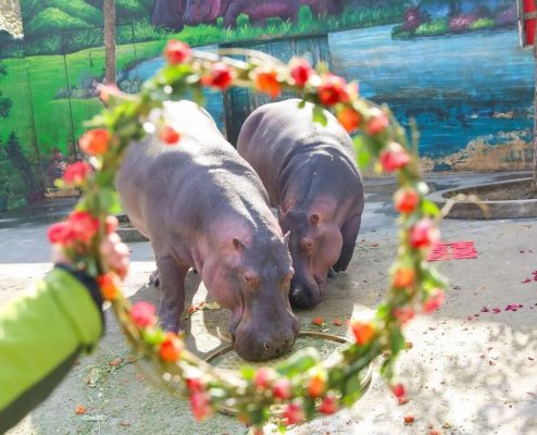 甜爆!情人节河马夫妇浪漫“水上婚礼”,共浴“爱河”!