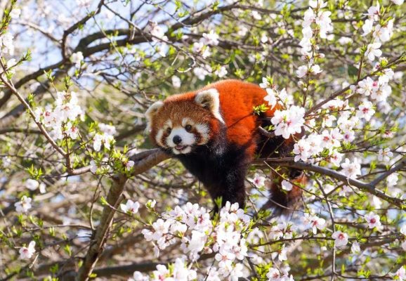 赏春花,“趣”踏青!来淹城动物园遛遛娃